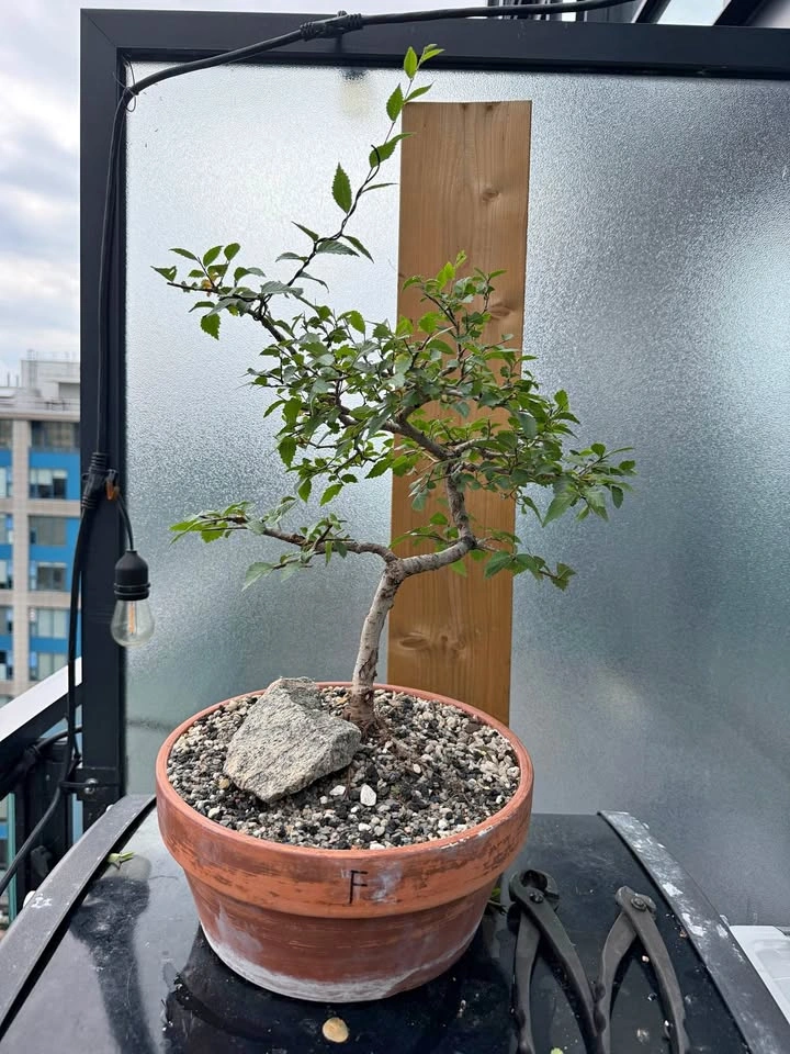 American Elm Bonsai Seedlings