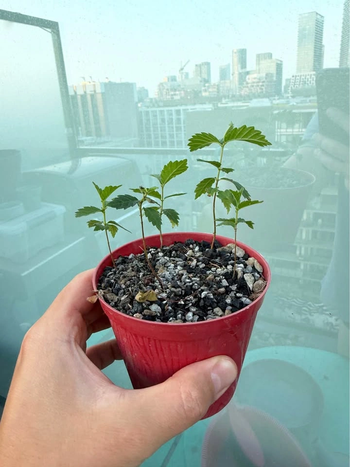 American Elm Bonsai Seedlings - photo 3