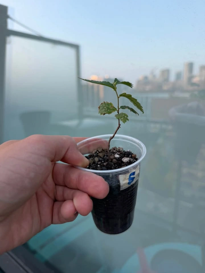 American Elm Bonsai Seedlings - photo 4