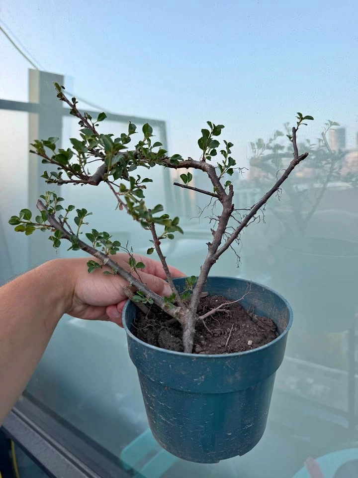 Cotoneaster pre Bonsai tree