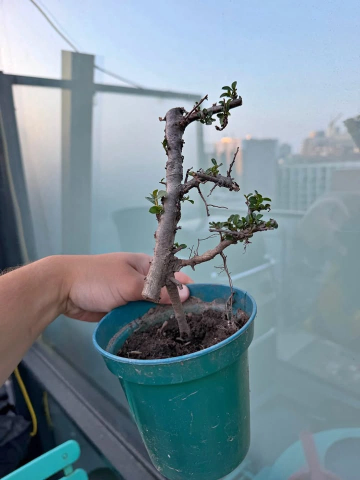 Small cotoneaster