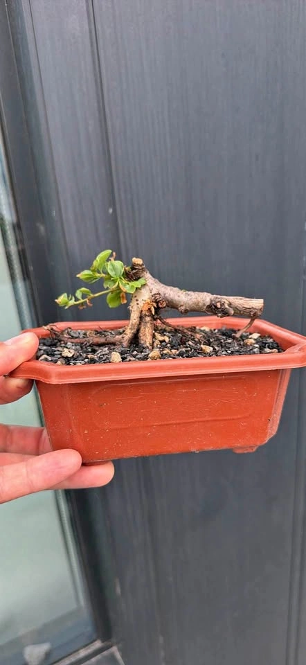 Cotoneaster pre bonsai
