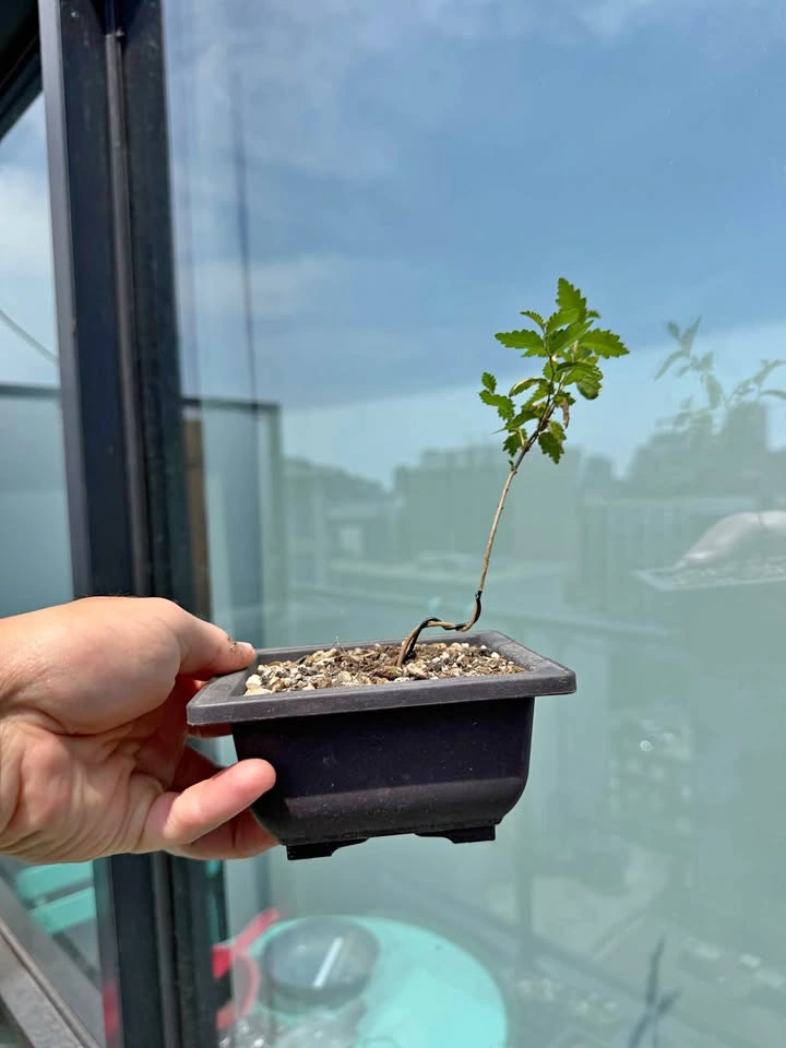 Elm Bonsai Starter Plants