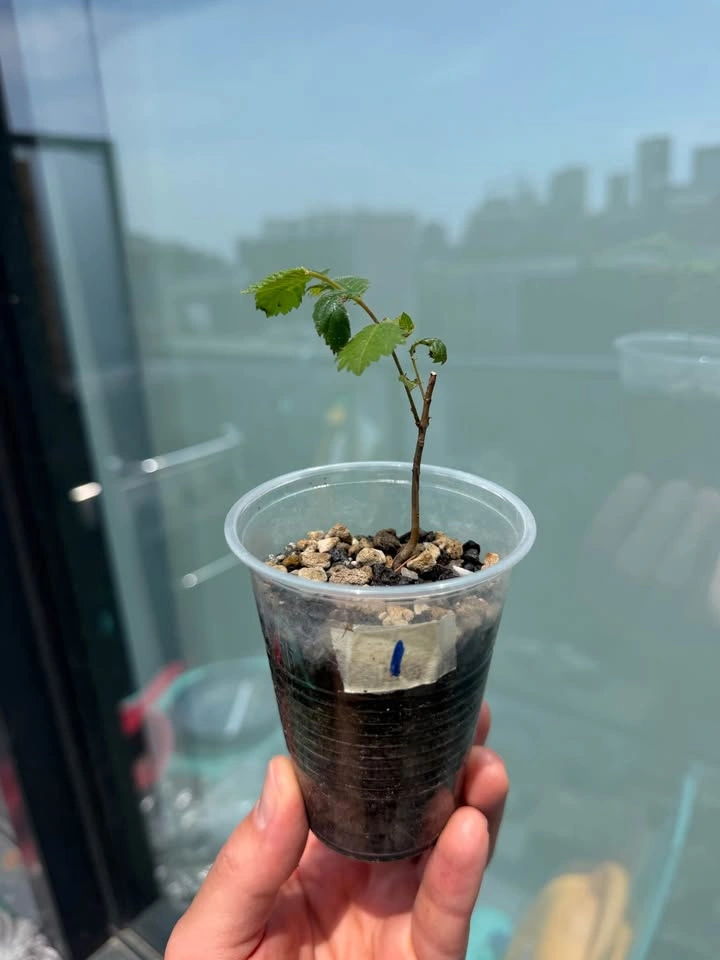 Elm Bonsai Starter Plants - photo 2