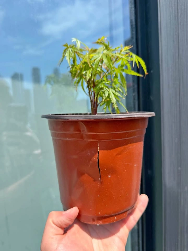 Clump Japanese Maple Sapling pre bonsai
