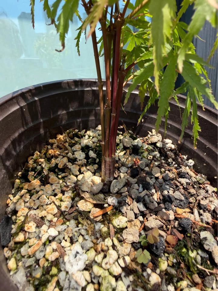 Clump Japanese Maple Sapling pre bonsai - photo 2