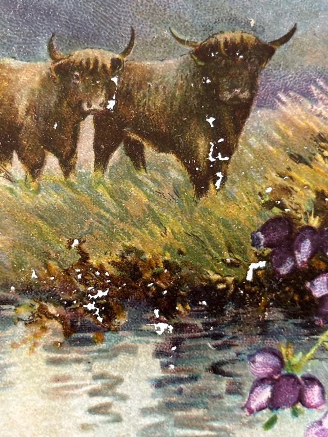 Raphael Tuck Postcard-Highland Cattle - photo 2