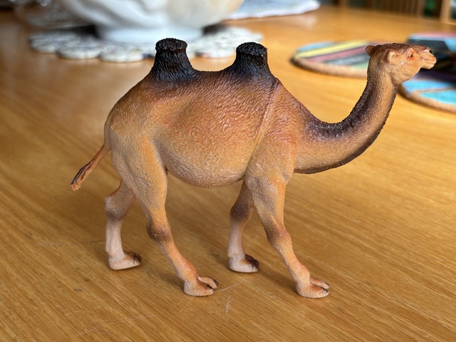 2 Humped Camel