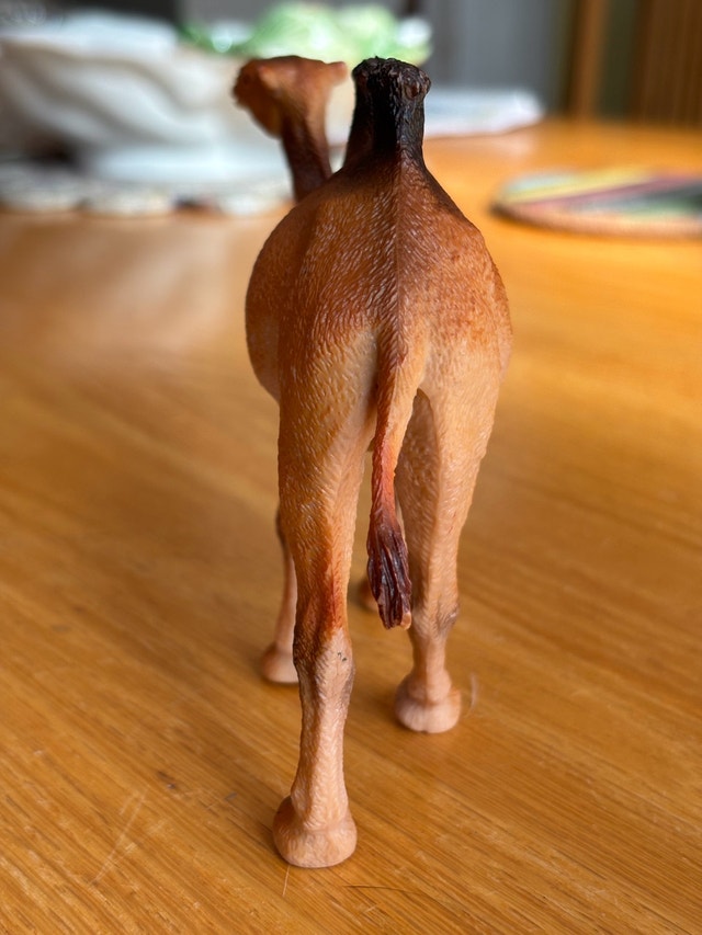 2 Humped Camel - photo 4