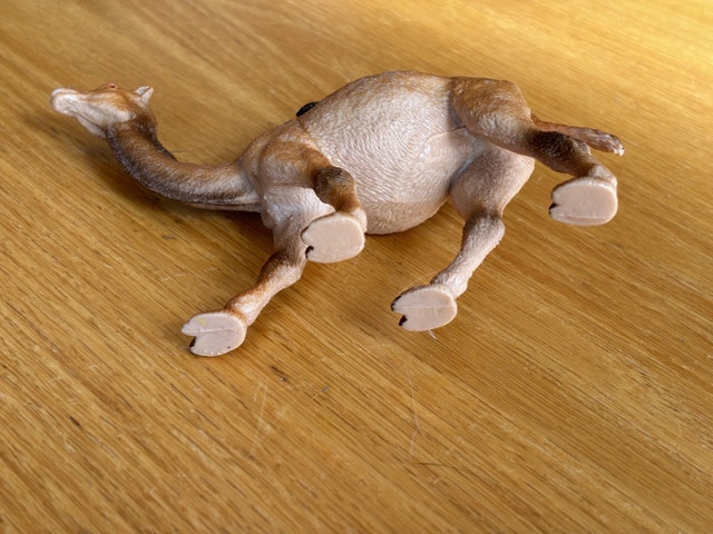 2 Humped Camel - photo 5