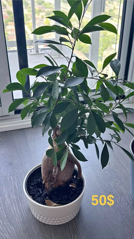 Ficus Microcarpa Ginseng Bonsai Tree