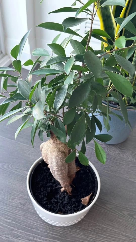 Ficus Microcarpa Ginseng Bonsai Tree - photo 2