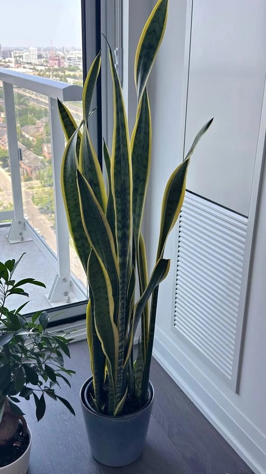 Large Snake Plant (Sansevieria)