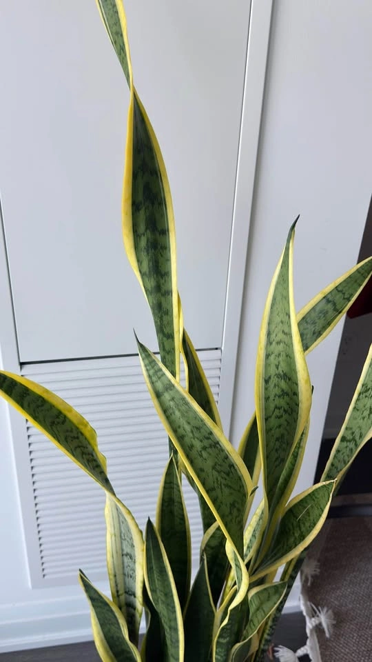 Large Snake Plant (Sansevieria) - photo 2