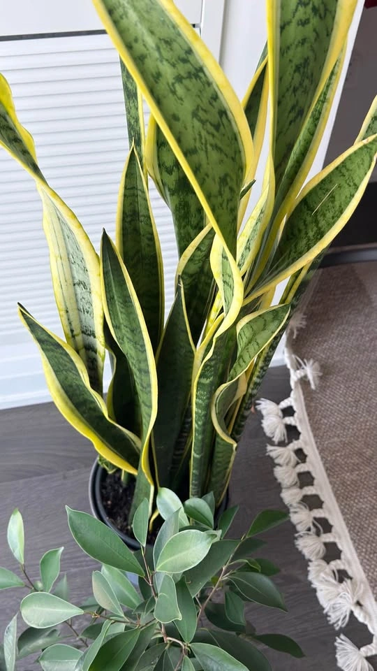 Large Snake Plant (Sansevieria) - photo 3