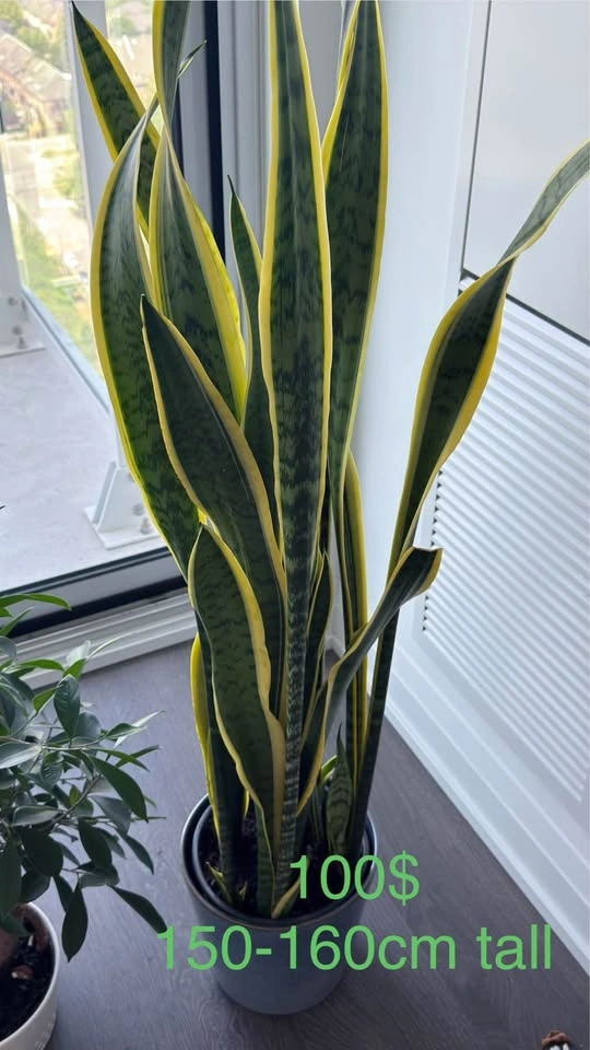 Large Snake Plant (Sansevieria) - photo 4