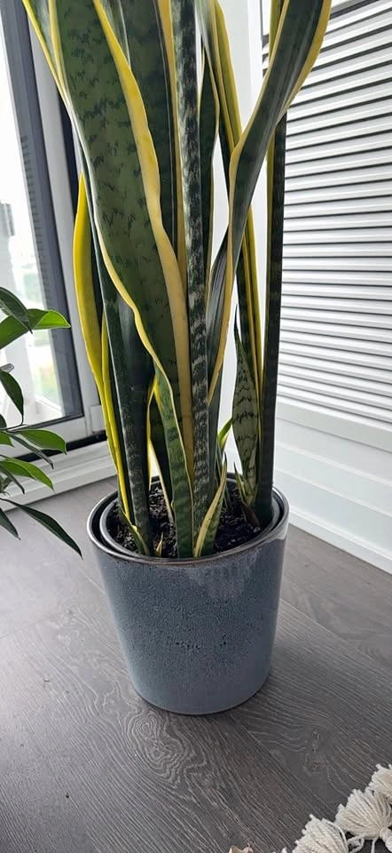 Snake Plant in Ceramic Pot