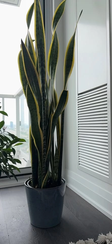 Snake Plant in Ceramic Pot - photo 2
