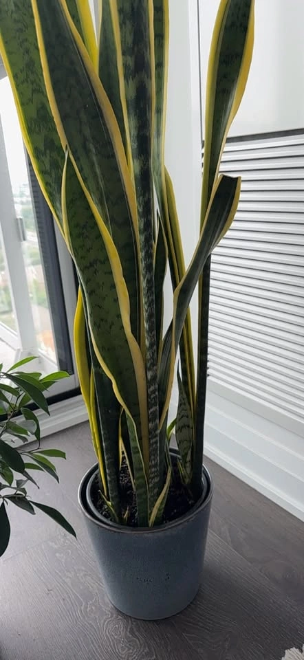 Snake Plant in Ceramic Pot - photo 3