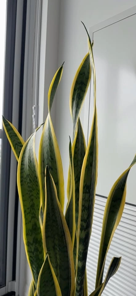 Snake Plant in Ceramic Pot - photo 4