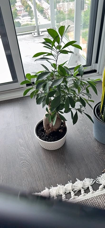 Potted Ficus Plant in White Pot