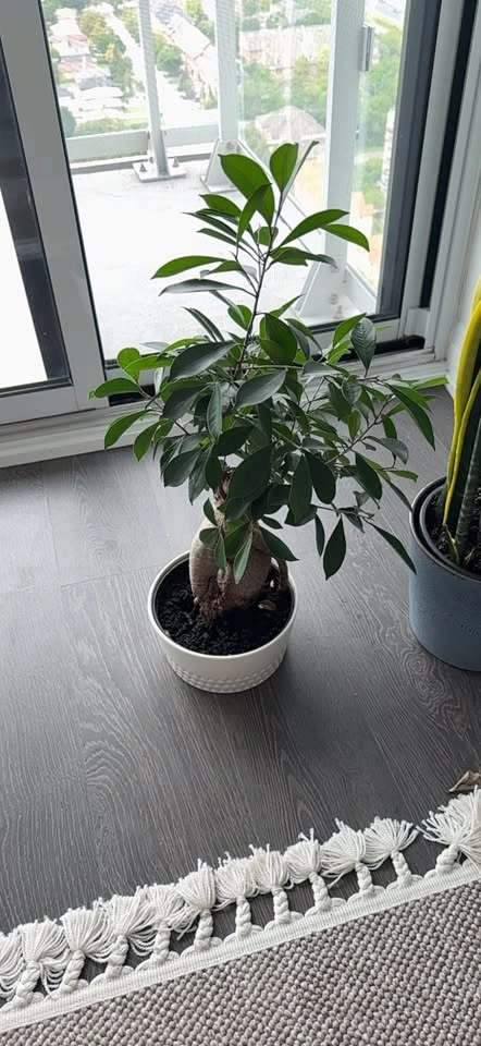 Potted Ficus Plant in White Pot - photo 2