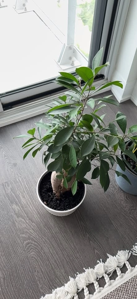 Potted Ficus Plant in White Pot - photo 3