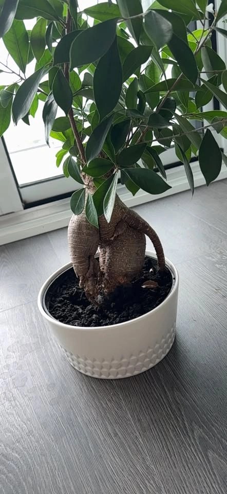 Potted Ficus Plant in White Pot - photo 4