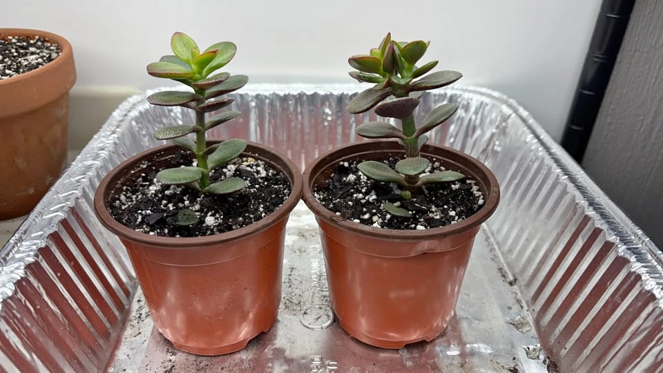 Crassula ovata "Jade Plants" - Home Grown Succulent