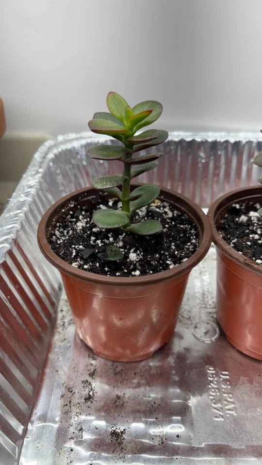 Crassula ovata "Jade Plants" - Home Grown Succulent - photo 2