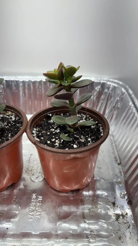 Crassula ovata "Jade Plants" - Home Grown Succulent - photo 3