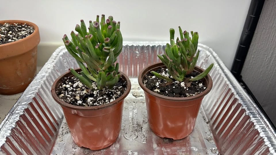 Crassula ovata 'Gollum' - Home Grown Succulent