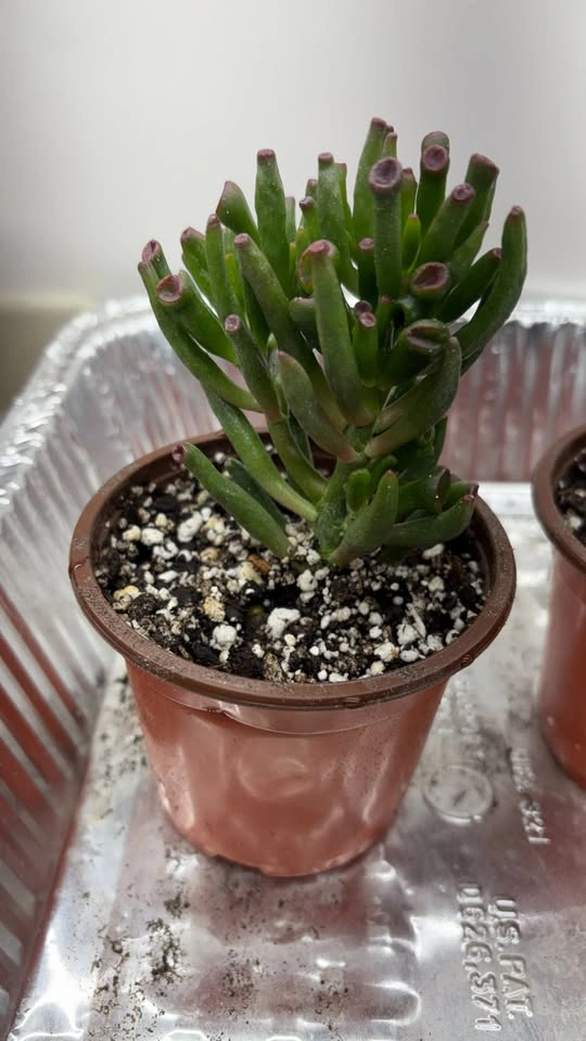 Crassula ovata 'Gollum' - Home Grown Succulent - photo 2