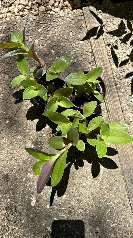Tradescantia Pallida Sillamontana (Fuzzy Sp.) - Home Grown Plant