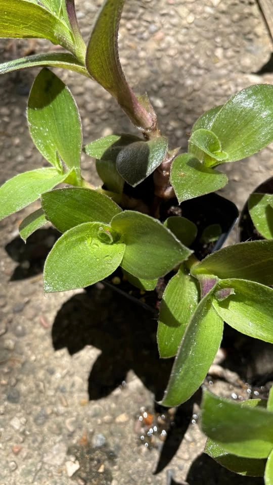 Tradescantia Pallida Sillamontana (Fuzzy Sp.) - Home Grown Plant - photo 2