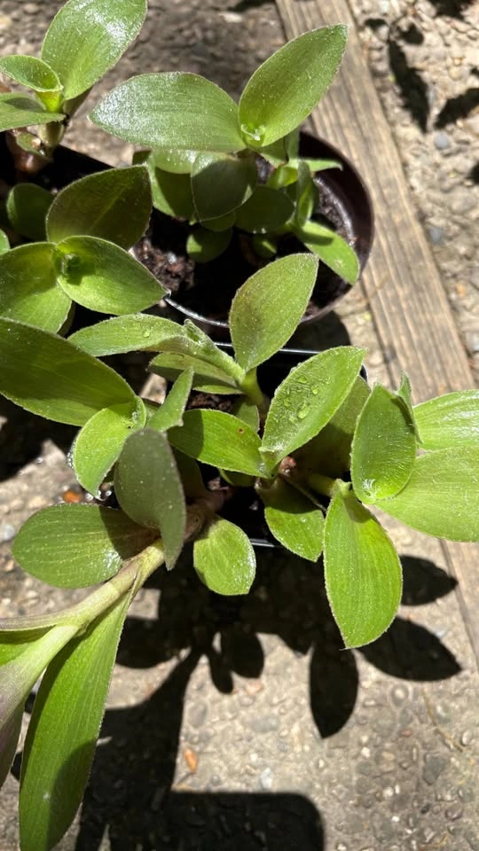 Tradescantia Pallida Sillamontana (Fuzzy Sp.) - Home Grown Plant - photo 3
