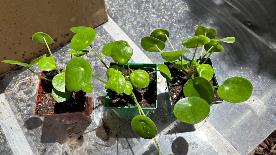 Money Plant (Pilea peperomioides) - Home Grown Plants