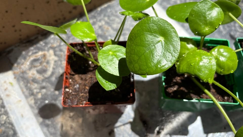 Money Plant (Pilea peperomioides) - Home Grown Plants - photo 2