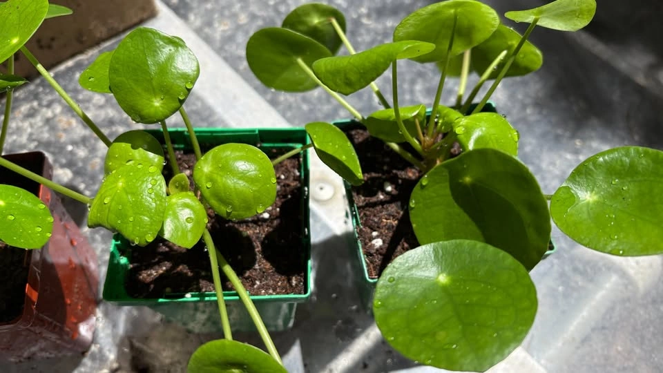 Money Plant (Pilea peperomioides) - Home Grown Plants - photo 3