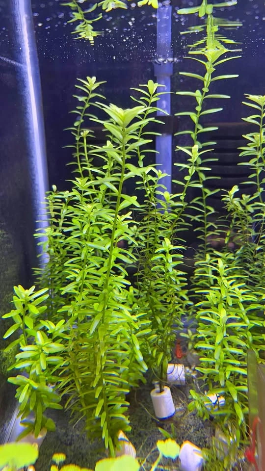 Rotala rotundifolia “Green” - Home Grown Aquarium Plants