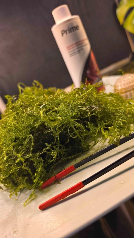 Christmas Moss Aquarium Plant