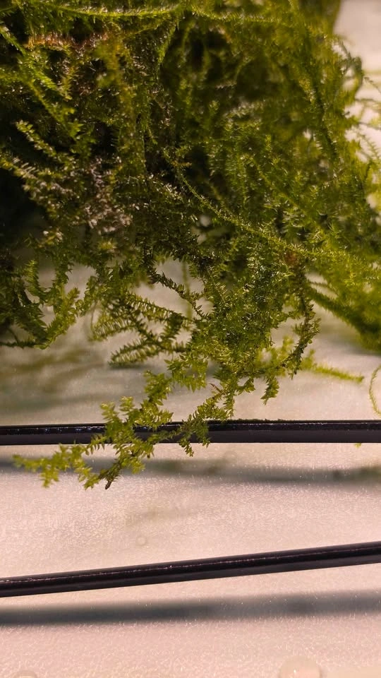 Christmas Moss Aquarium Plant - photo 2