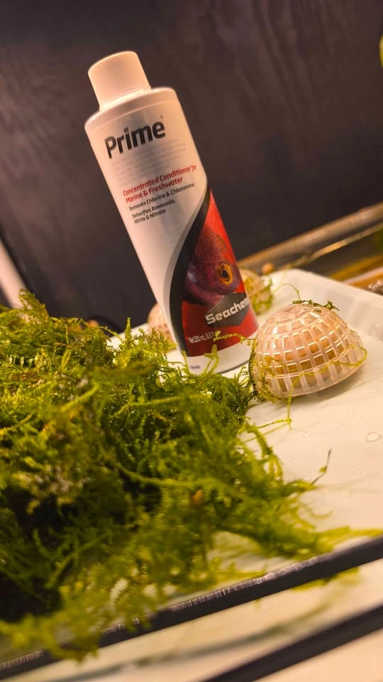 Christmas Moss Aquarium Plant - photo 3