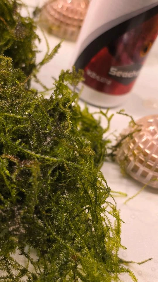 Christmas Moss Aquarium Plant - photo 4