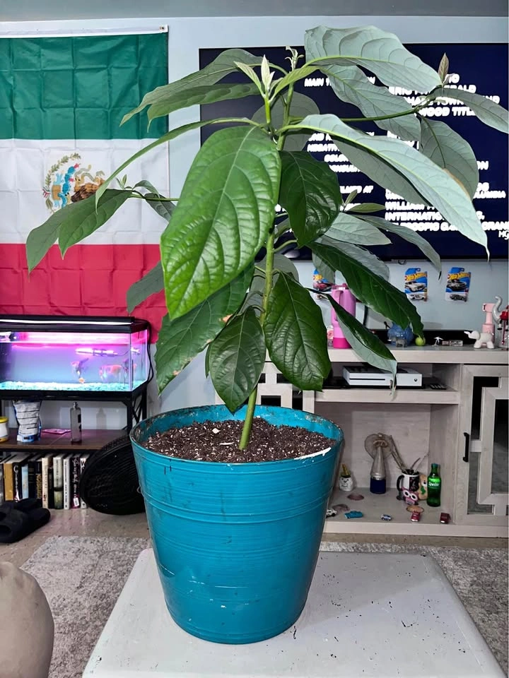 Mexican Avocado Plant 4 Sale!