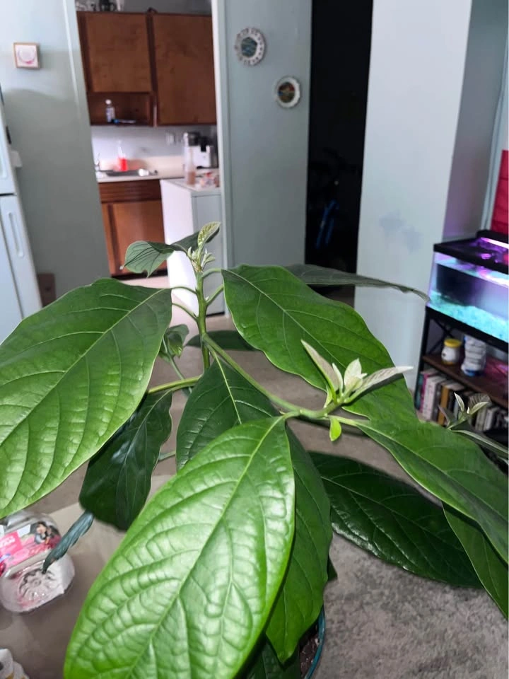 Mexican Avocado Plant 4 Sale! - photo 2
