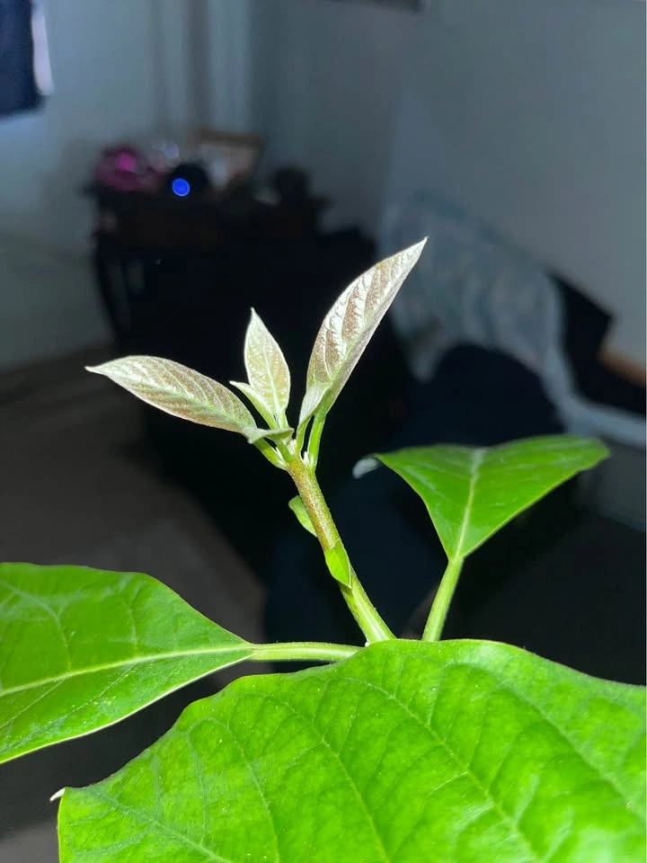 Mexican Avocado Plant 4 Sale! - photo 3
