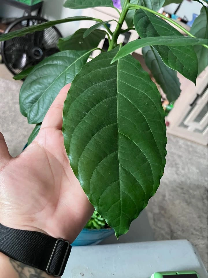 Mexican Avocado Plant 4 Sale! - photo 4
