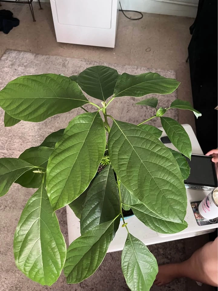 Mexican Avocado Plant 4 Sale! - photo 5