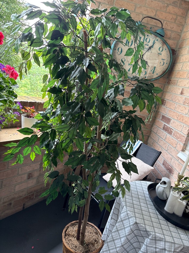 Artificial Ficus Tree